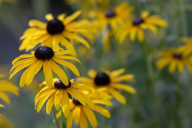 Rudbekia owłosiona