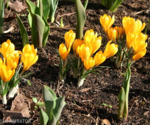 Krokus