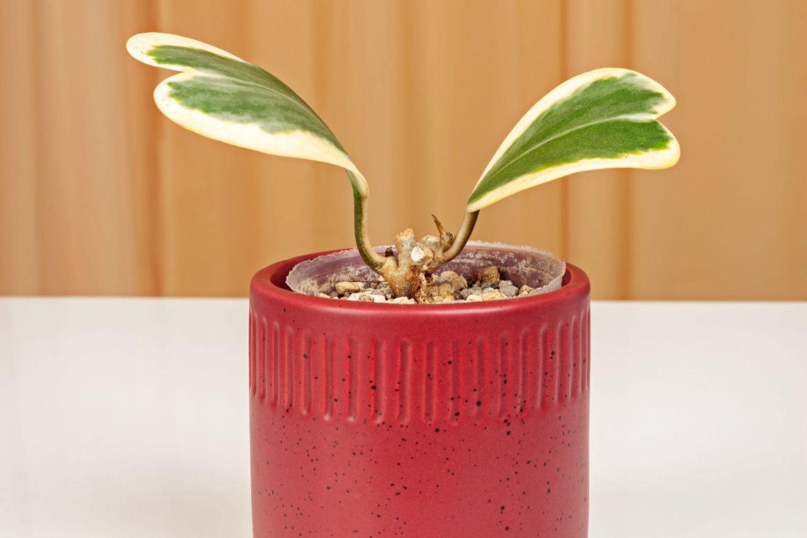 Hoya kerrii