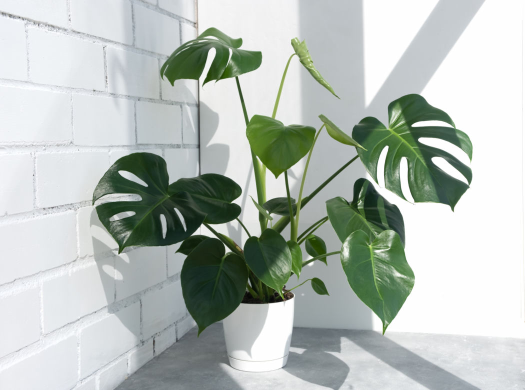 2. Monstera deliciosa