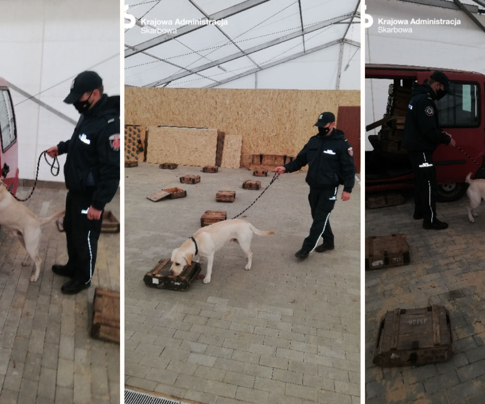 Labrador z Gdyni będzie wykrywał koronawirusa. Służbowe psy KAS rozpoczęły szkolenia