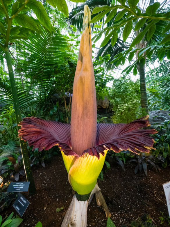 Dziwidło olbrzymie (Amorphophallus titanum)