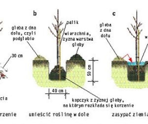 Zdjęcie do bloczka 'zdjecie z podpisem' - art 1301