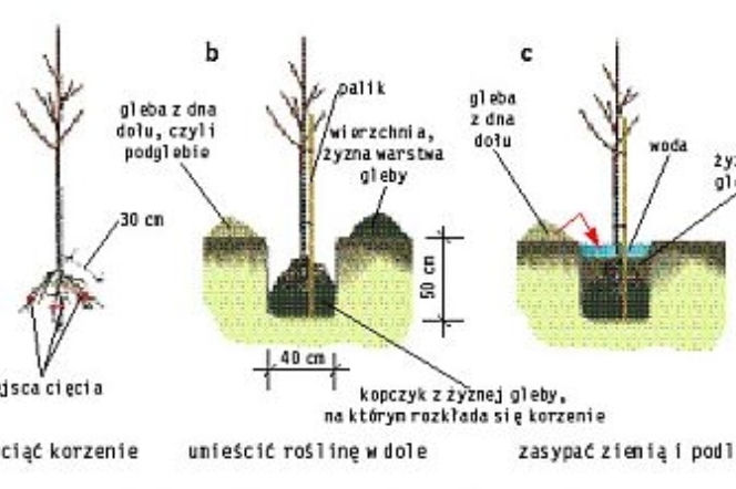 Zdjęcie do bloczka 'zdjecie z podpisem' - art 1301