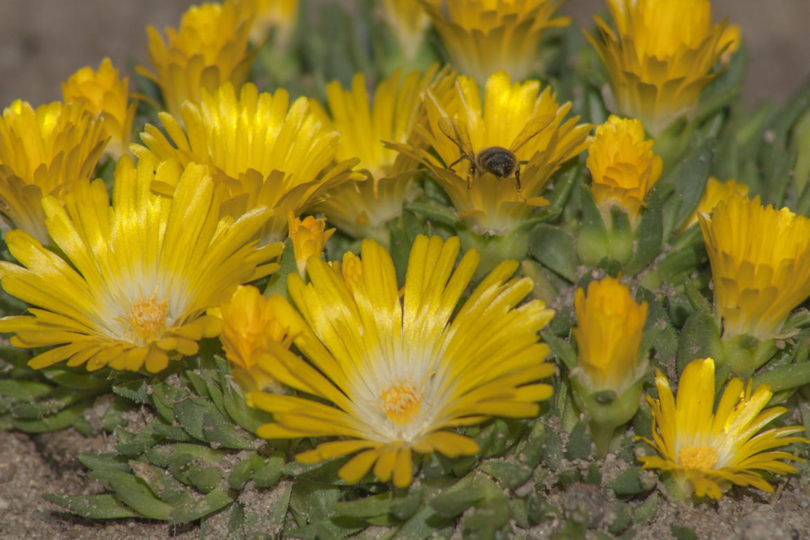 Delosperma