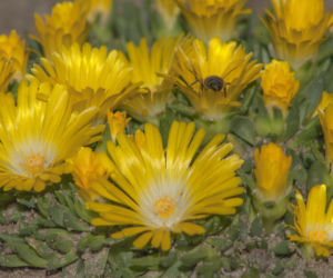 Delosperma