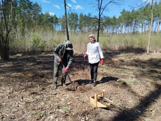 W Lesie Sekulskim rośnie już kilkaset nowych, młodych buków! Drzewa zasadzili członkowie siedleckiego samorządu i leśnicy