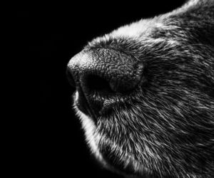 Pies skonał w nagrzanym aucie. 26-latek wyjaśniał, dlaczego go zostawił. Szok!