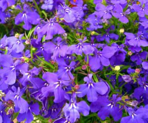 Lobelia