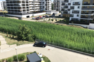 Konopne żniwa w Lublinie. Można zebrać i zabrać, ile wlezie! Kiedy żniwa?
