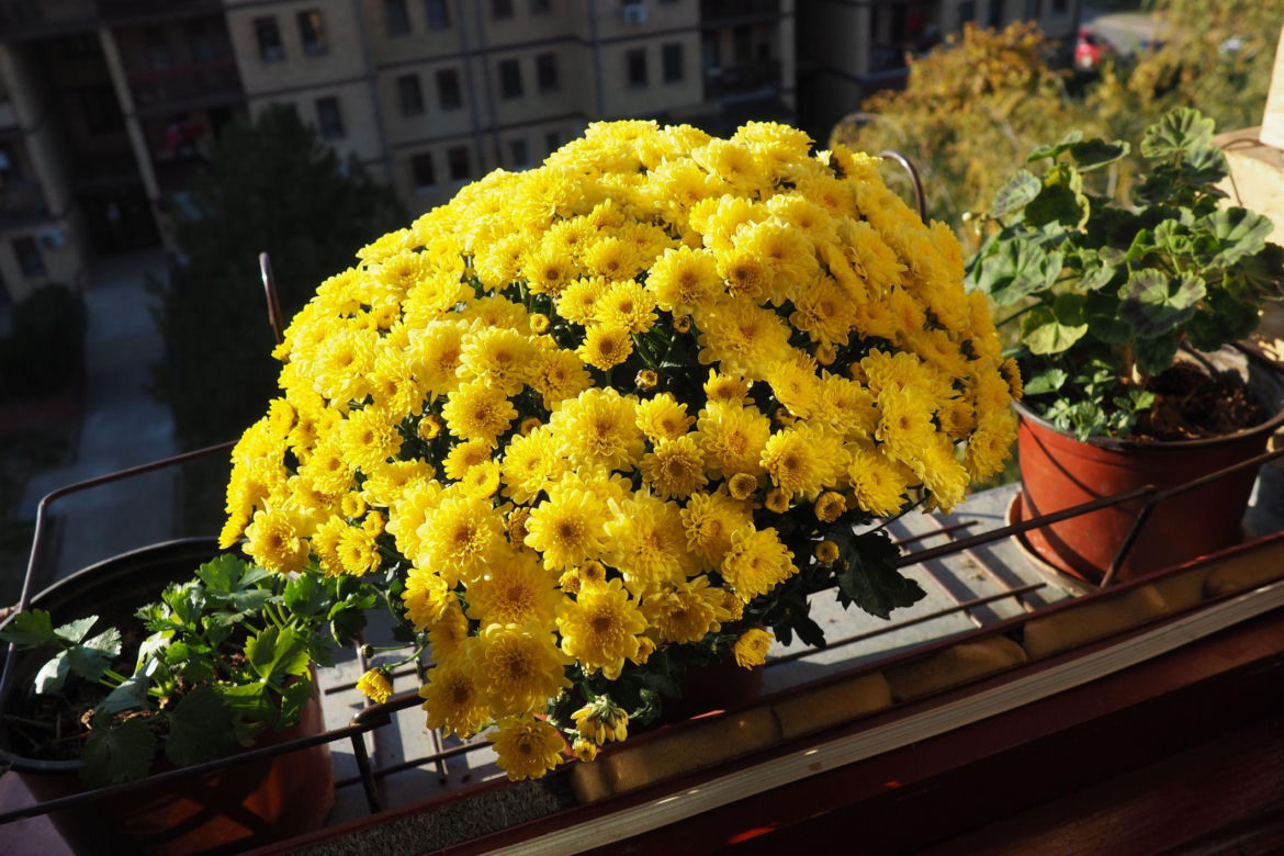 Balkon pod koniec lata