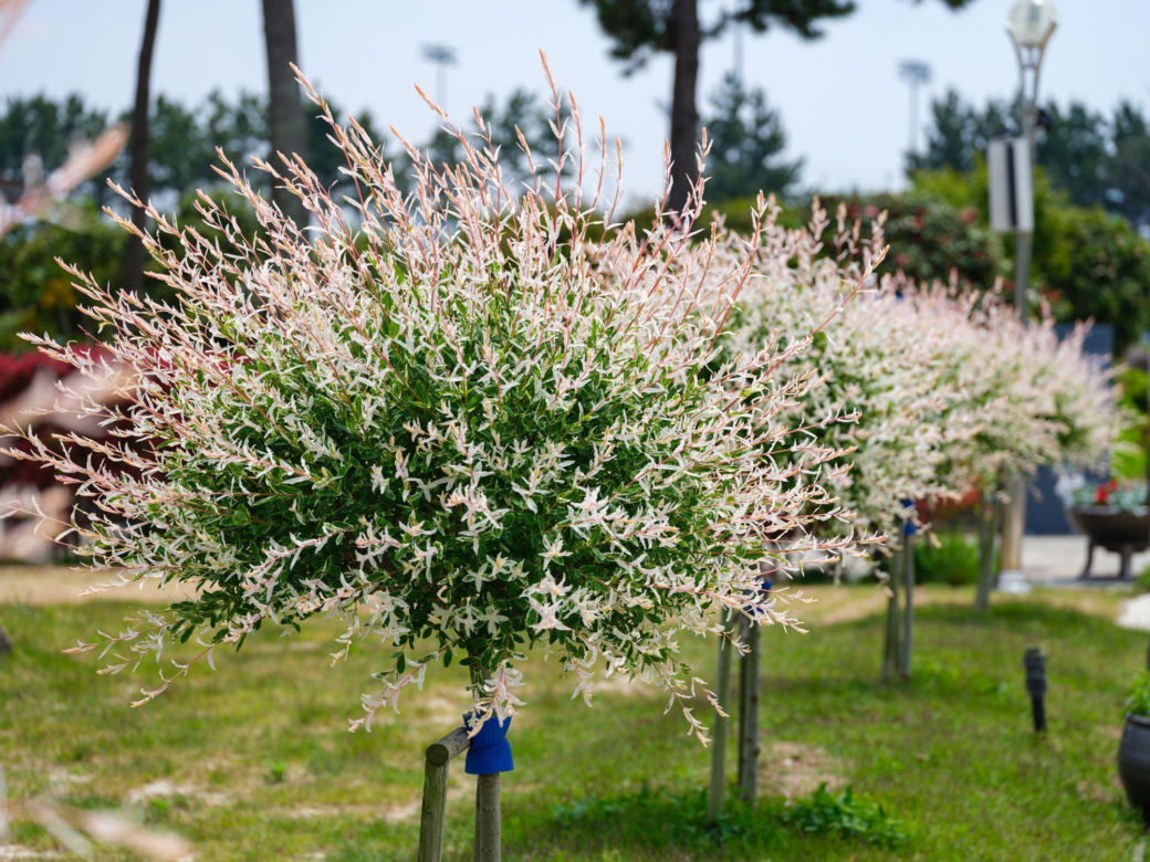 Wierzba japońska ‘Hakuro-nishiki’