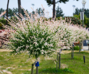 Wierzba japońska ‘Hakuro-nishiki’