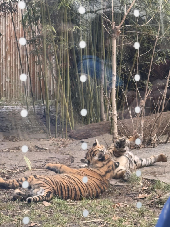 Czy warto jechać do ZOO Wrocław zimą?