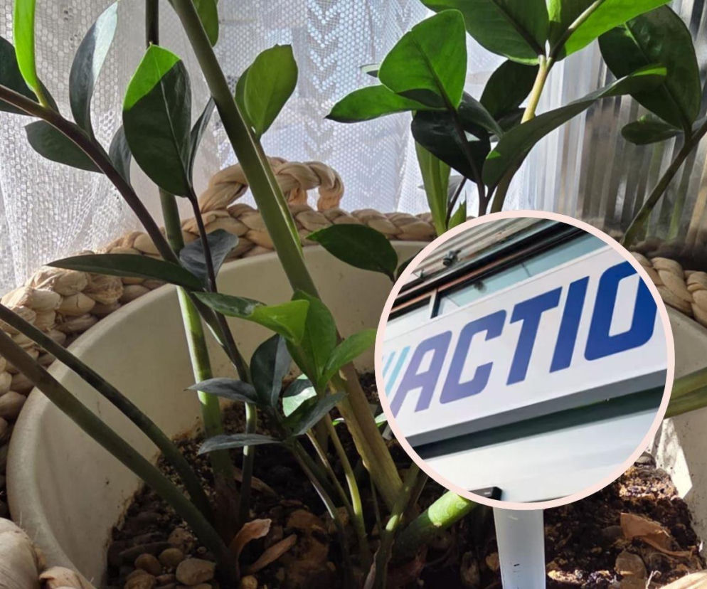 Nie podlewasz regularnie roślin? Ten sposób naprawdę działa