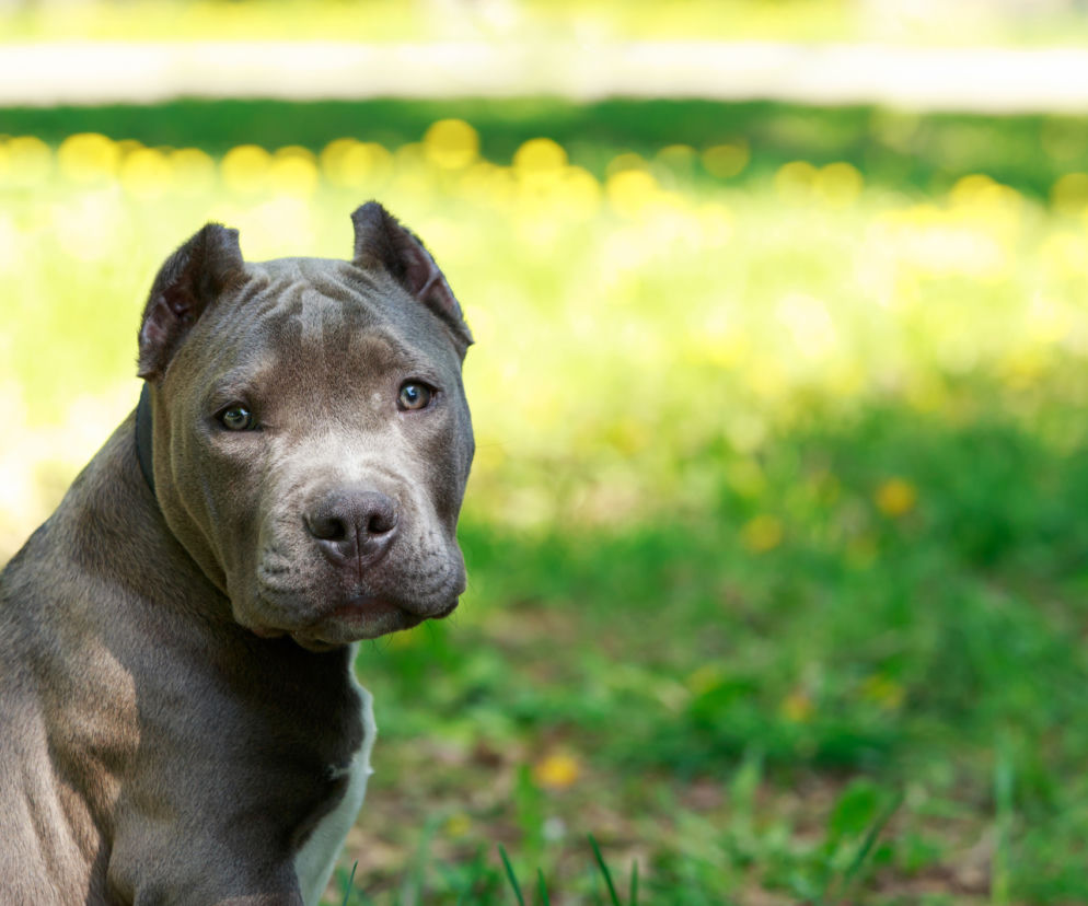 Amstaff