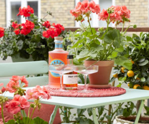Pelargonie na balkonie