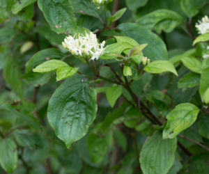 Dereń świdwa