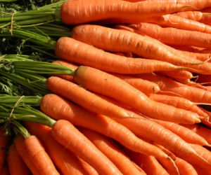 Galeria: Marchew zwyczajna