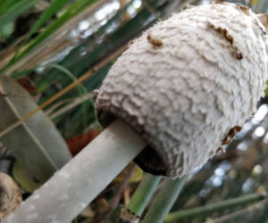 Ten grzyb smakuje jak cielęcina i obniża poziom cukru we krwi. Polacy wciąż omijają go szerokim łukiem