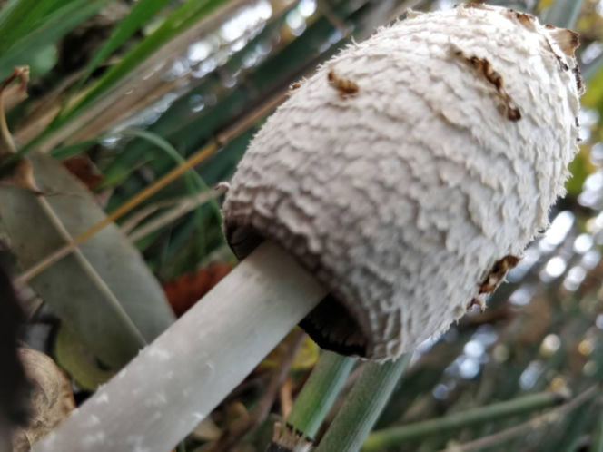 Ten grzyb smakuje jak cielęcina i obniża poziom cukru we krwi. Polacy wciąż omijają go szerokim łukiem