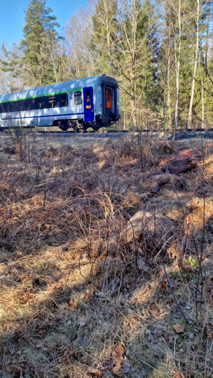 Pociąg "Żubr" śmiertelnie potrącił żubry. Poważny wypadek na torach na Podlasiu