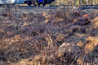 Pociąg Żubr śmiertelnie potrącił żubry. Poważny wypadek na torach na Podlasiu