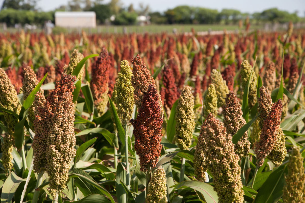 Sorgo