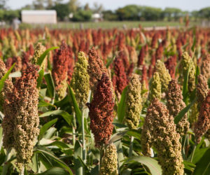Sorgo
