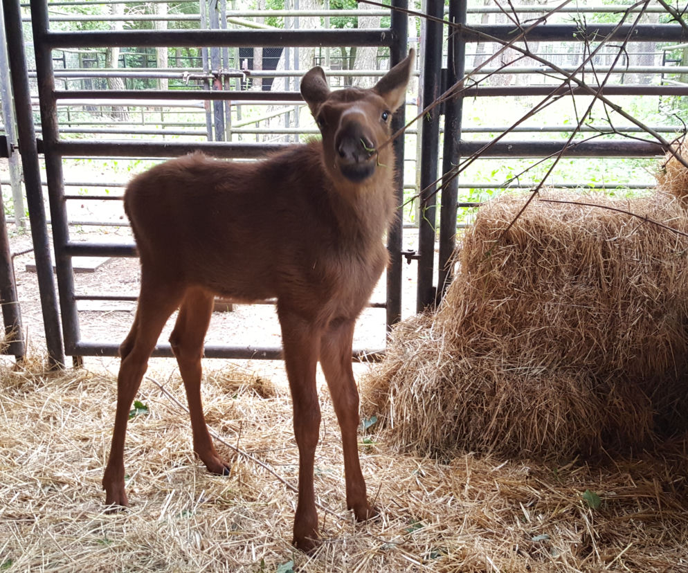 Mała samiczka łosia zgubiła mamę. Schronienie znalazła w bydgoski zoo [ZDJĘCIA, WIDEO]