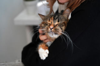 Te życzenia na Dzień Kota rozbawią każdego kociarza. Krótkie, śmieszne, idealne do wysłania bliskim 