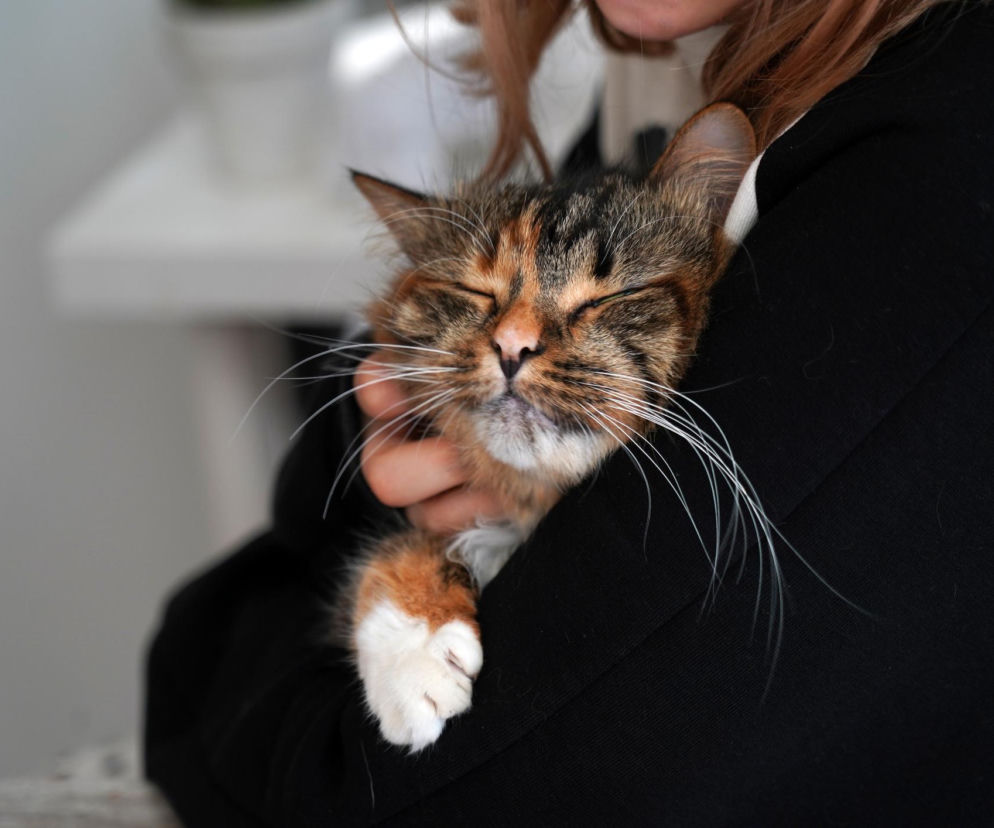 Życzenia na Dzień Kota 2026