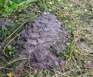 Pochowała trzech synów