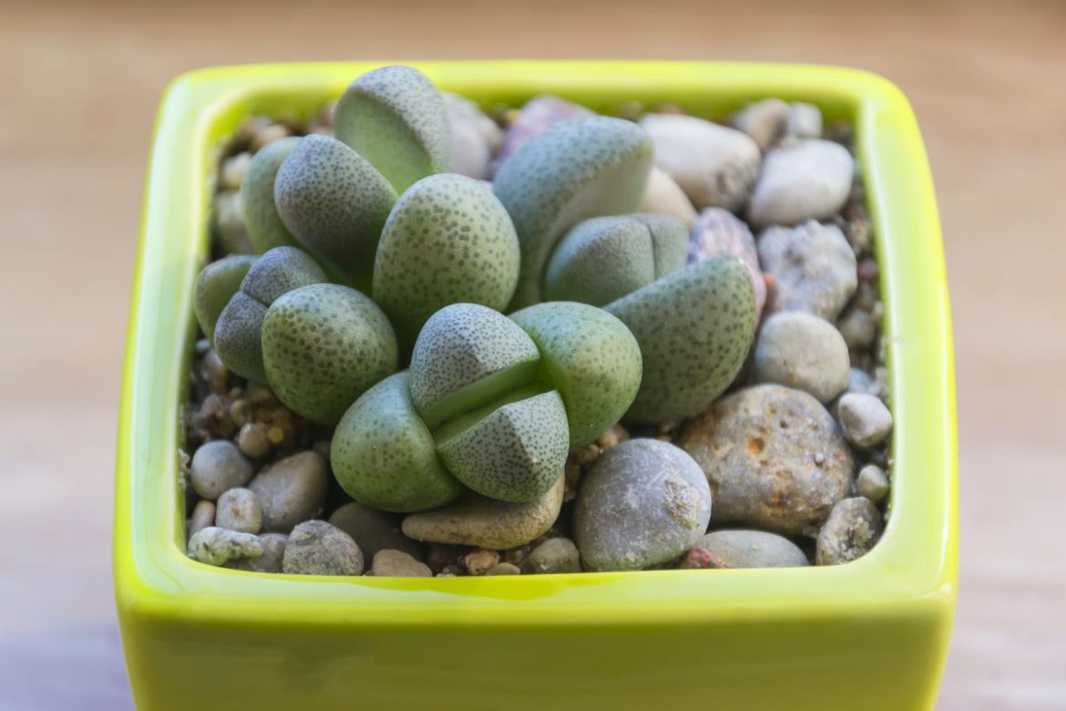 Lithops