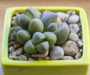 Lithops