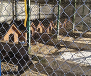 Ponowne kontrole w zarejestrowanych schroniskach w Oświęcimiu i Tarnowie wykazały brak uchybień