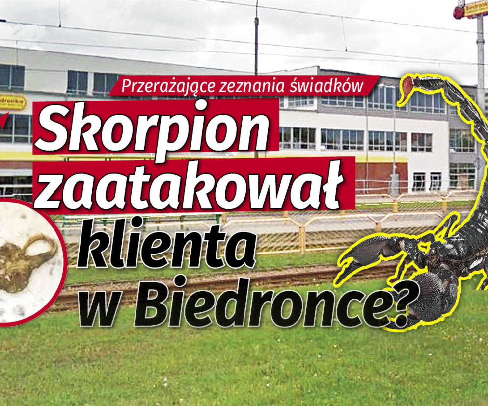 skorpion zaatakował w Biedronce?