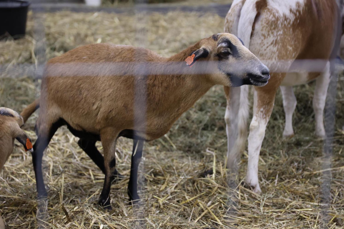 Zoopark 2023 w Lublinie