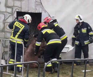 Wypadek ciężarówki przewożącej świnie w Wierzbicy koło Serocka