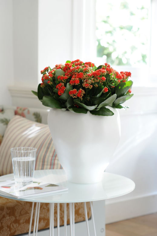 Kalanchoe czerwone
