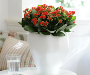 Kalanchoe czerwone
