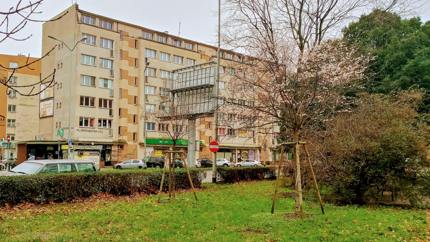 W listopadzie w centrum Szczecina zakwitły drzewa!
