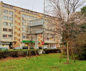 W listopadzie w centrum Szczecina zakwitły drzewa!