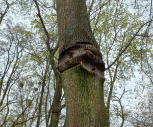 Rozbiórka Parku Linowego Tarzan w Parku Tysiąclecia w Lesznie