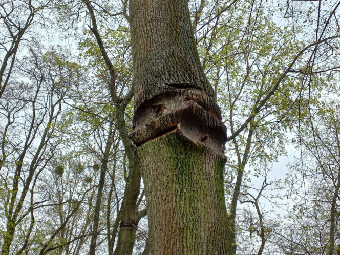 Rozbiórka Parku Linowego Tarzan w Parku Tysiąclecia w Lesznie