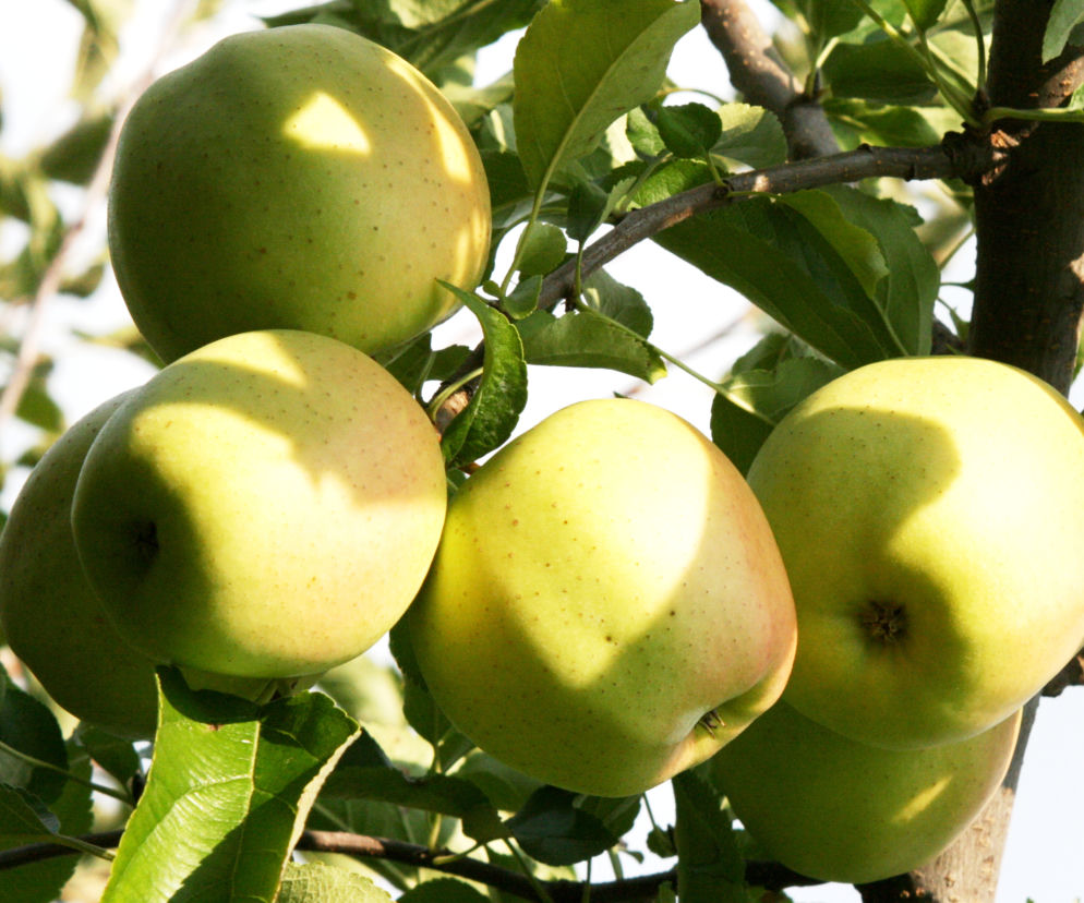 Jabłoń  domowa ‘Golden Delicious’