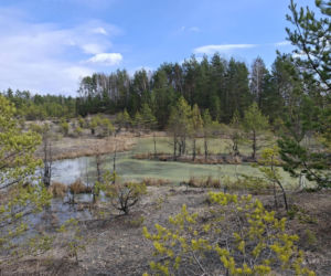 Gagaty Sołtykowskie. Największe ślady dinozaurów w Polsce