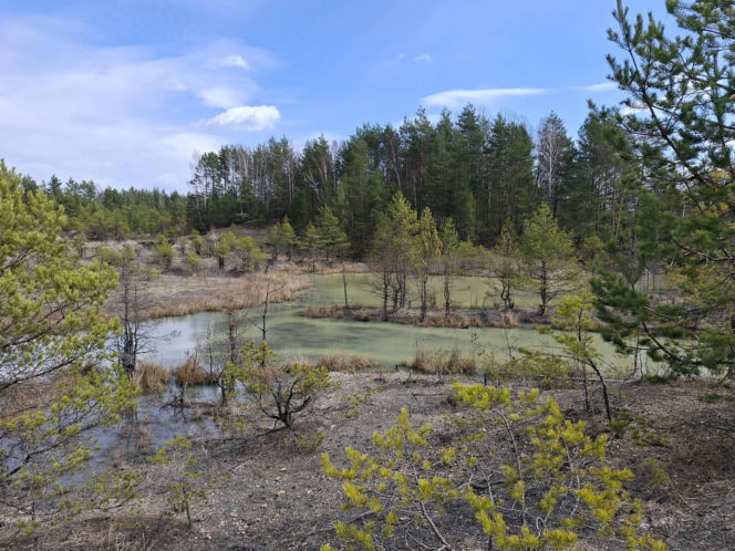 Gagaty Sołtykowskie. Największe ślady dinozaurów w Polsce