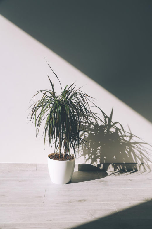 Dracena obrzeżona, Dracena marginata