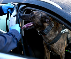 Policja rozbiła grupę handlującą narkotykami. Zatrzymano 12 osób